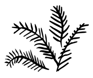 fern