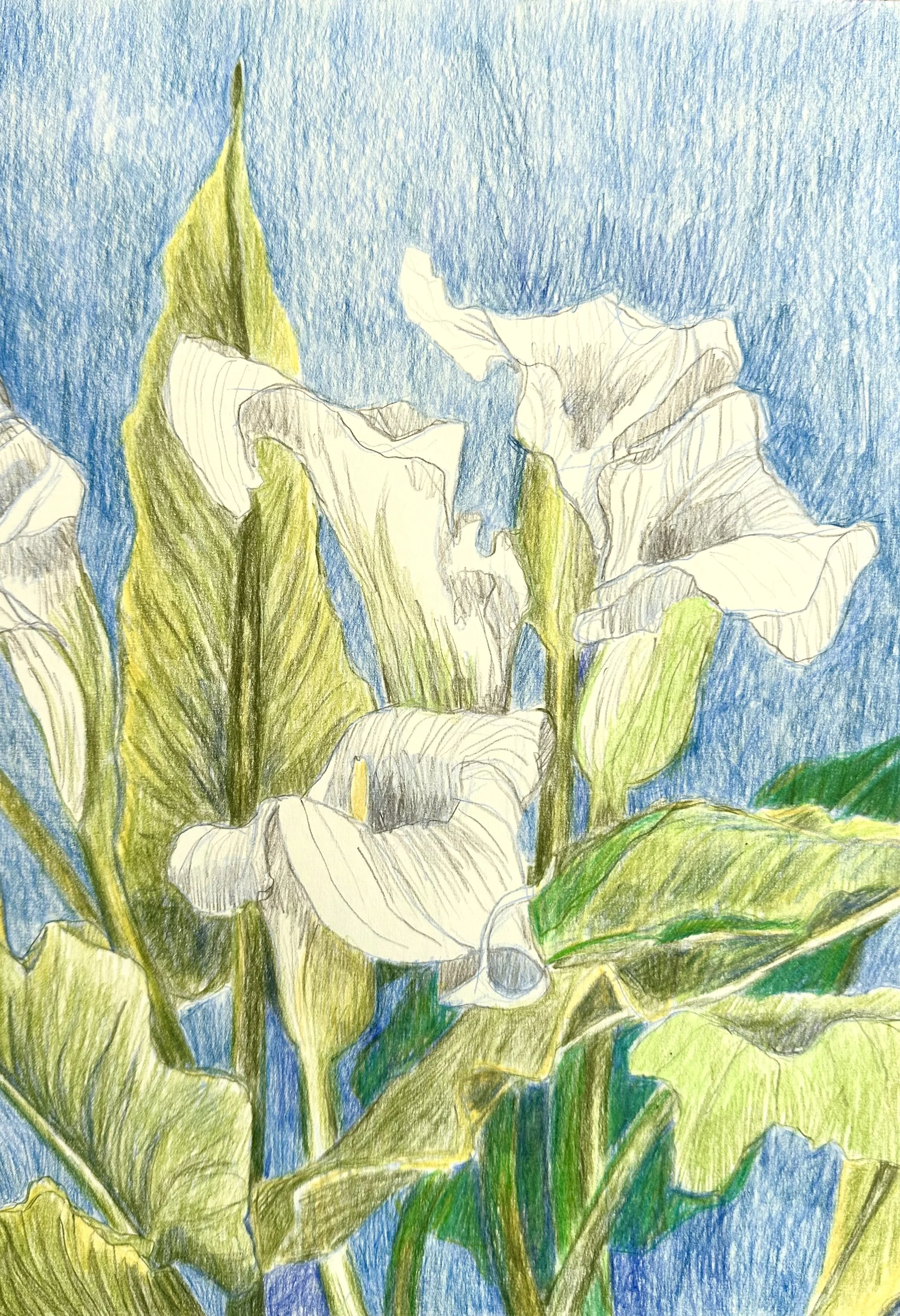 White lilies (Calla)