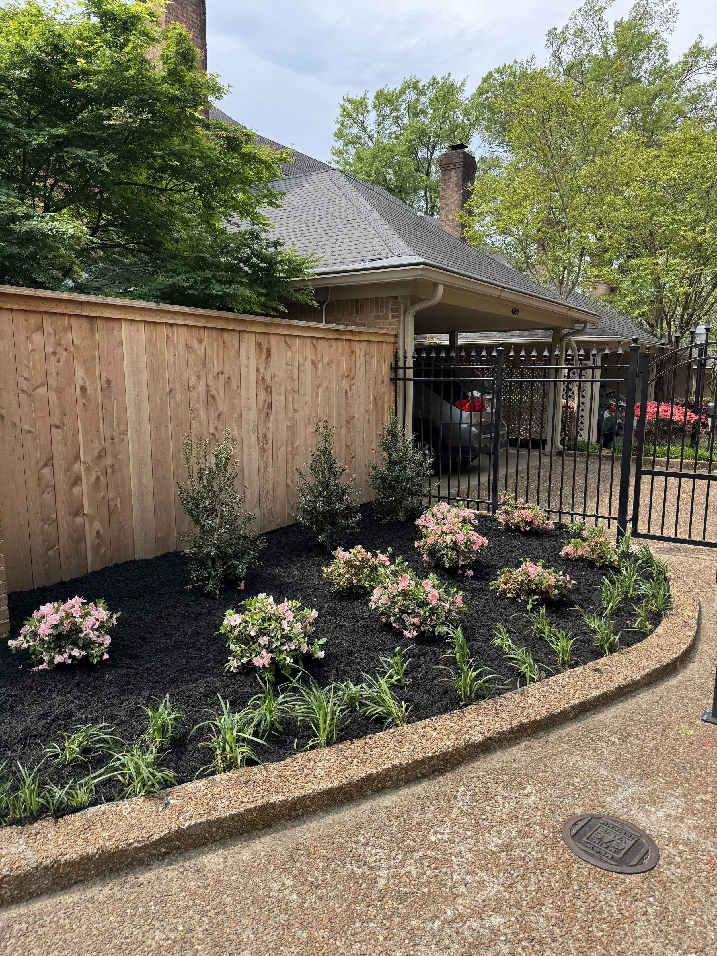 A landscaped garden bed with pink flowering shrubs and green plants, bordered by a concrete curb, next to a wooden privacy fence and a black metal gate, with a house and parked cars in the background.