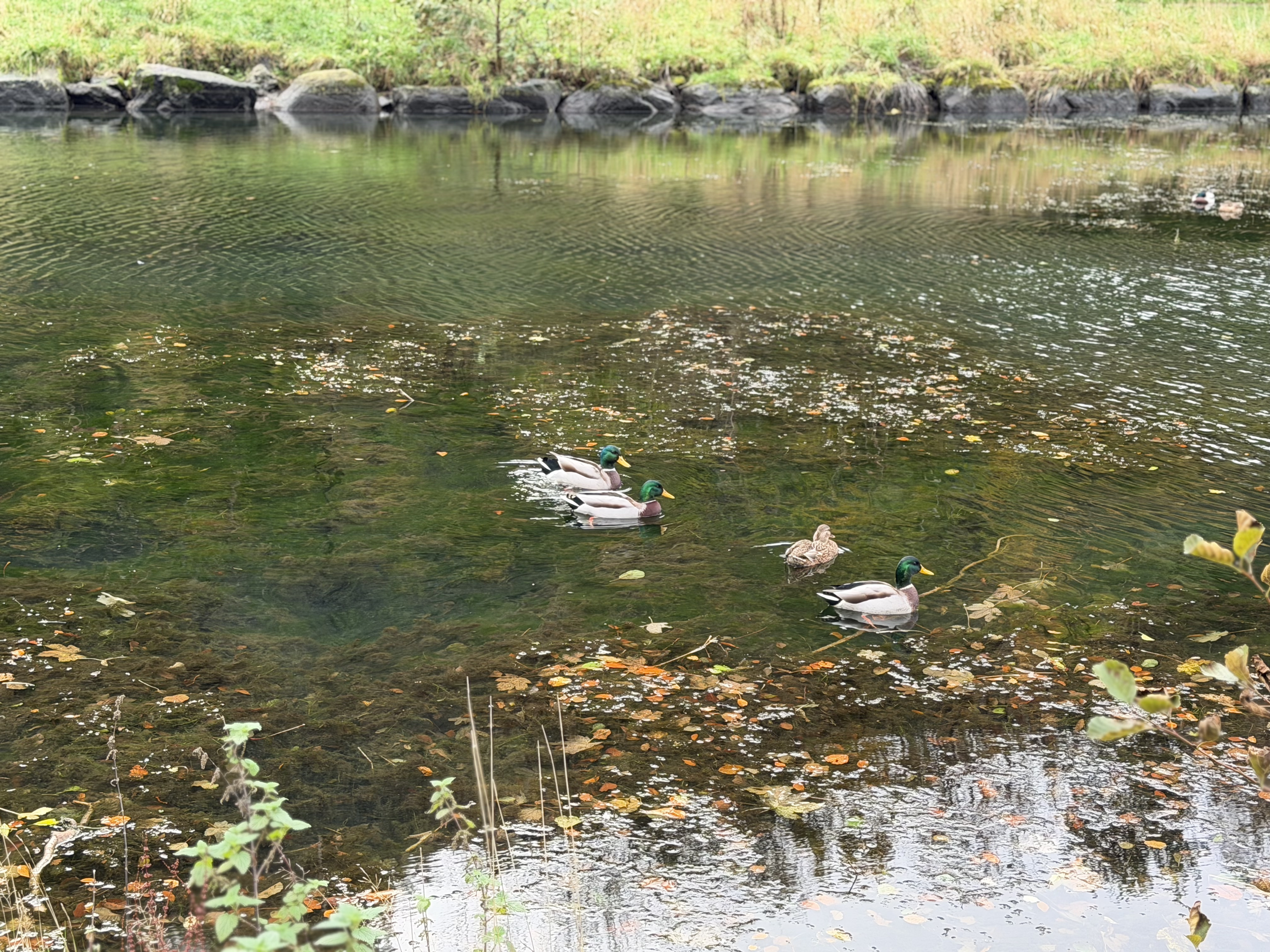 Four ducks swimming on a lake with clear water, fallen leaves, and a rocky shoreline with green grass in the background.