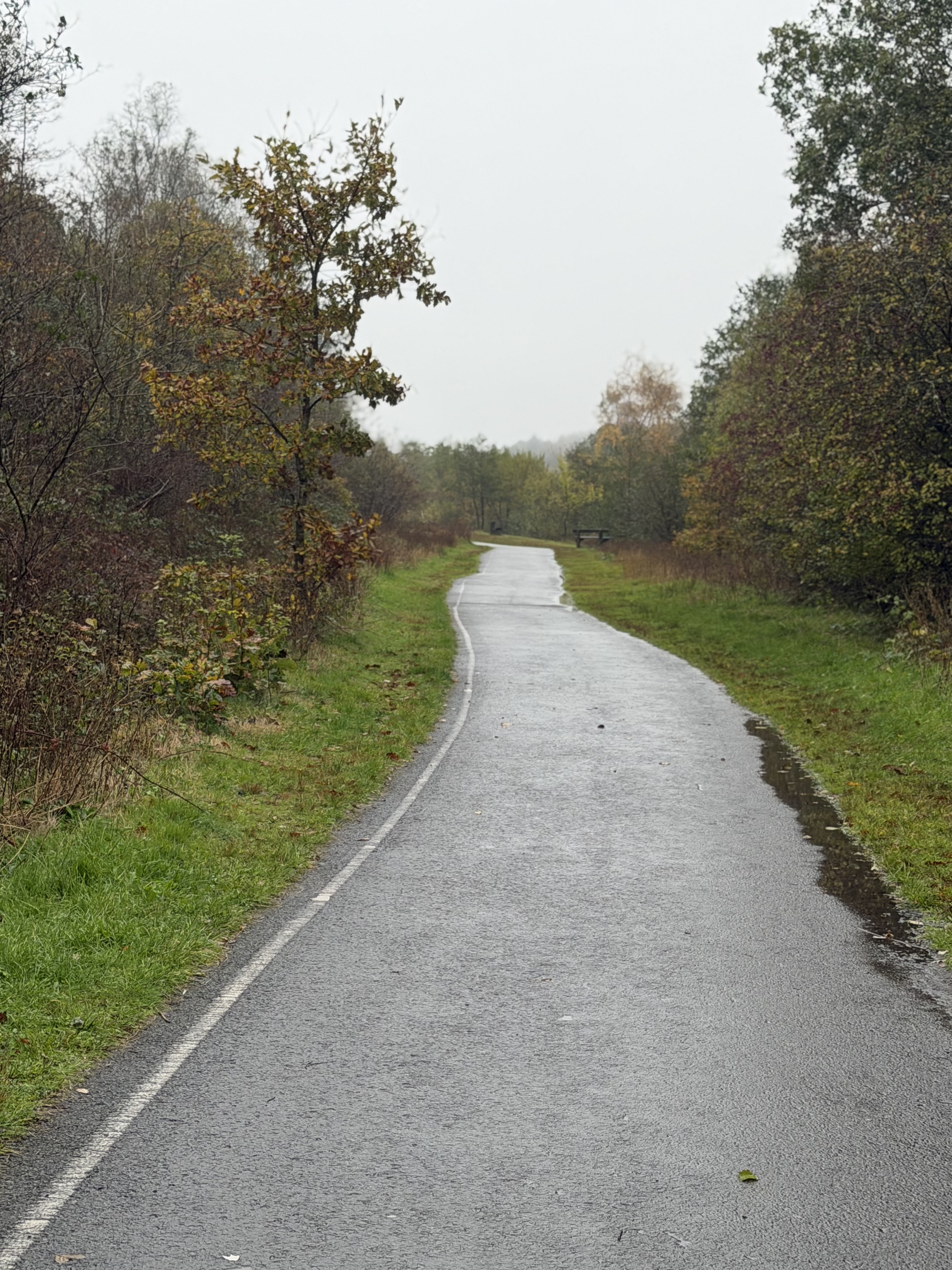A winding paved path in a park, surrounded by green and brown trees and shrubs, with wet pavement indicating recent rain, and an overcast sky.