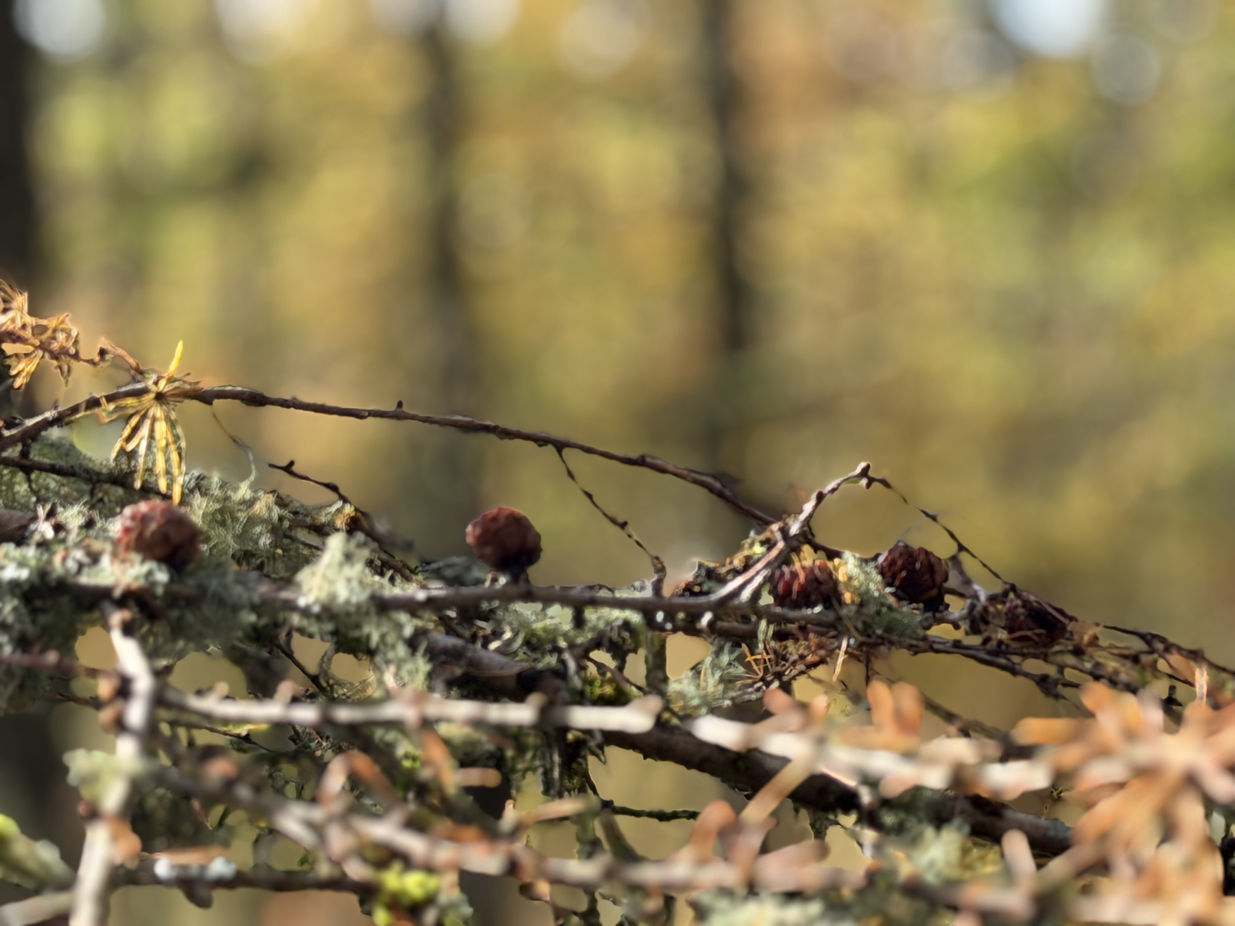 Close-up of fallen pine tree branches with pine cones and moss, blurred autumn forest background.