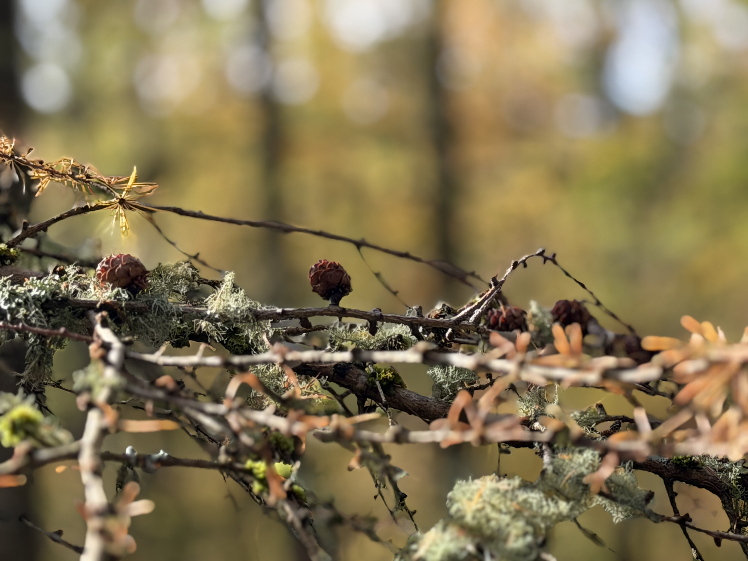 Close-up view of lichen-covered tree branches with small pinecones and a blurred background of autumn forest.