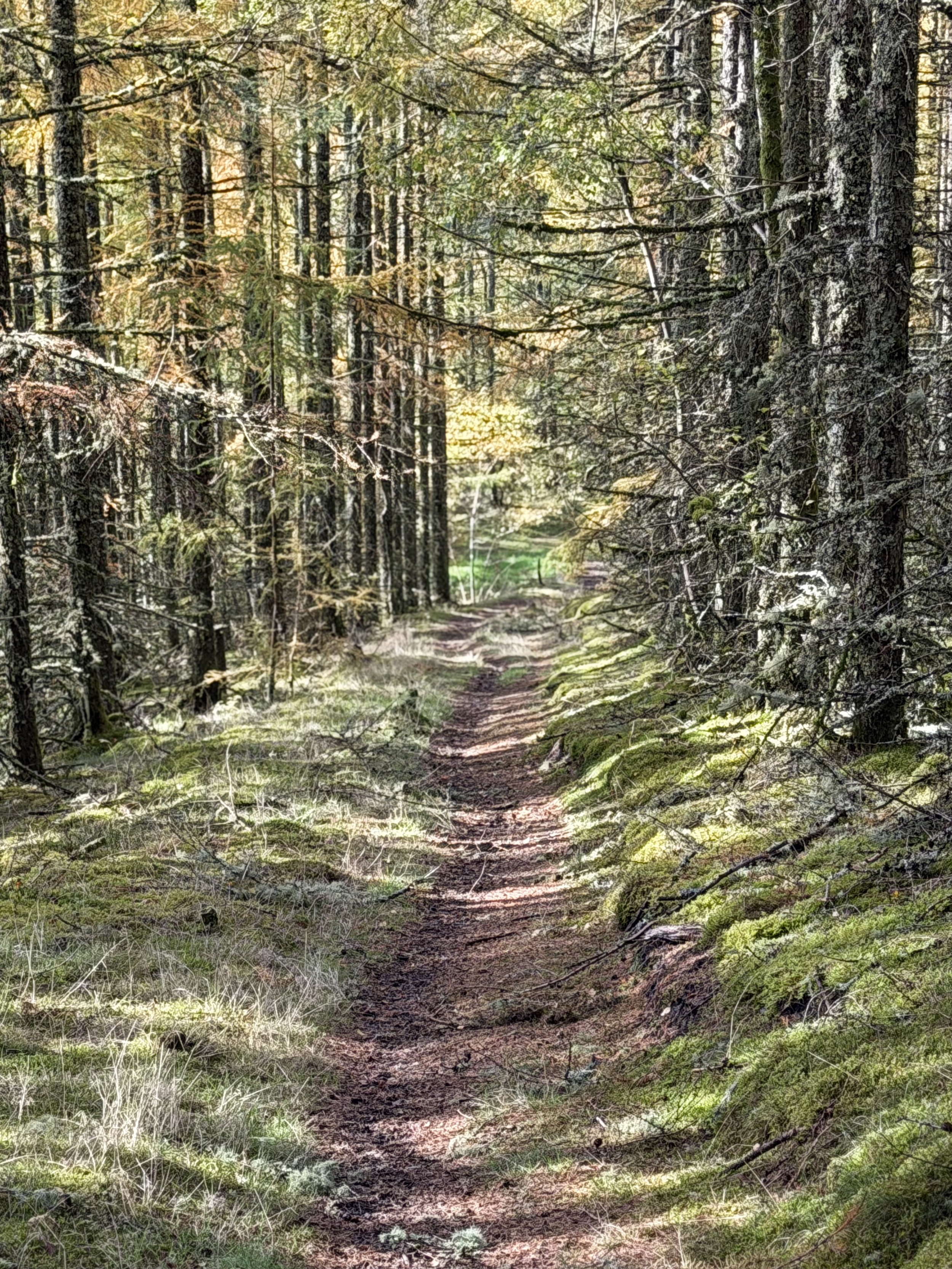 A dirt trail winds through a dense pine forest with moss-covered ground and sunlight filtering through the trees.