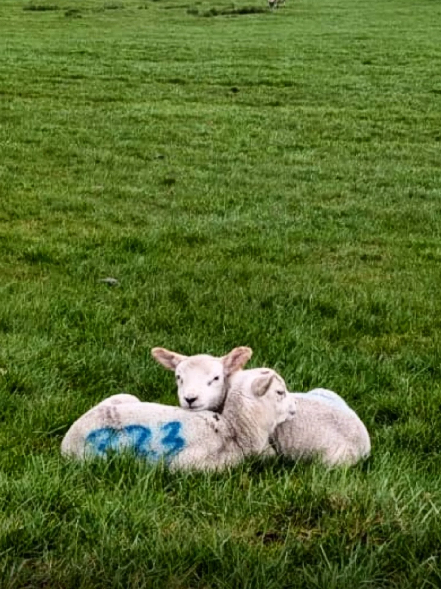 Happy Easter!!

Spring is in the air!  I just love this time of year when we see a new lease of life everywhere.

It&rsquo;s a time for new beginnings, fresh starts and hope for a joyous year to come.

If you&rsquo;d like to make this Easter a time f