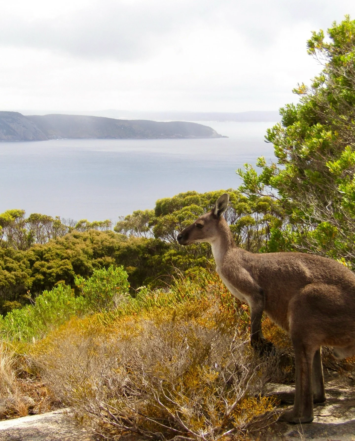 Western Australia: our beautiful location for PYC2027 🌿🦘🌼

Bright blue skies, winding bush-tracks, vibrant wildflowers &mdash; each make you want to slow down and take it all in. These real WA moments, captured by our Perth young people, show just
