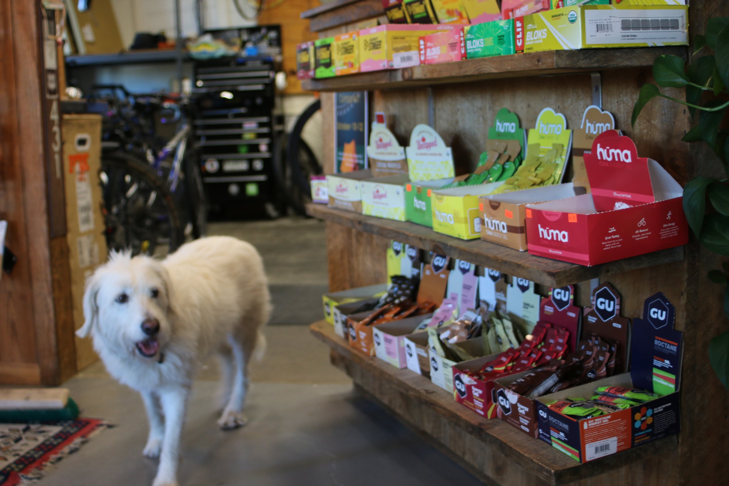 A white fluffy dog standing inside a store near a wooden shelf filled with assorted snack bars and energy products. The background shows bicycles and a tool chest in a garage-like setting.