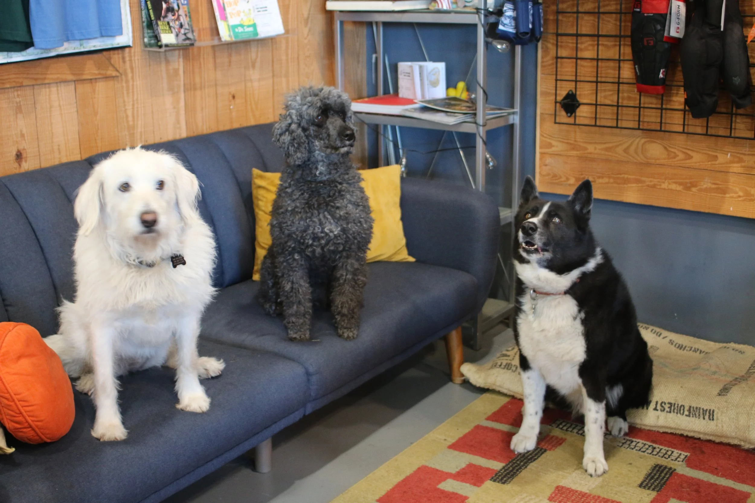 Three dogs in a room with wooden wall paneling, a black couch, and a patterned rug. One fluffy white dog is sitting on the couch, a curly black dog is sitting on the backrest of the couch, and a black and white dog is sitting on the floor next to the rug.