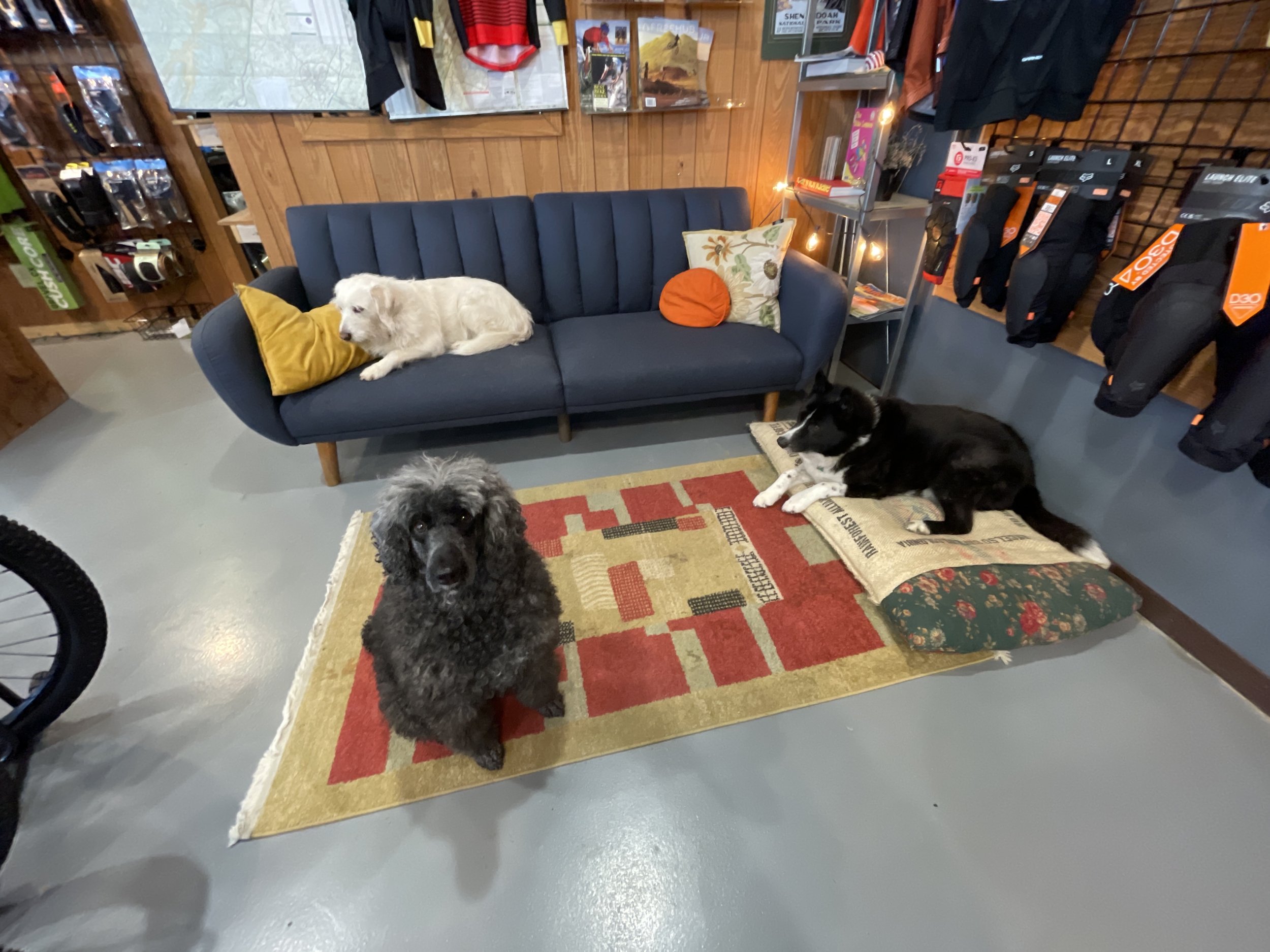 Three dogs in a cozy indoor space. One white dog lying on a navy blue sofa with pillows, a black and white dog lying on a cushion in front of the sofa, and a curly black dog sitting on a colorful rug.