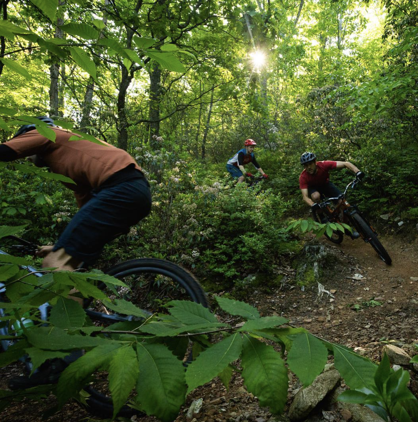 Three mountain bikers riding on a narrow dirt trail through a dense green forest with sunlight shining through the trees.