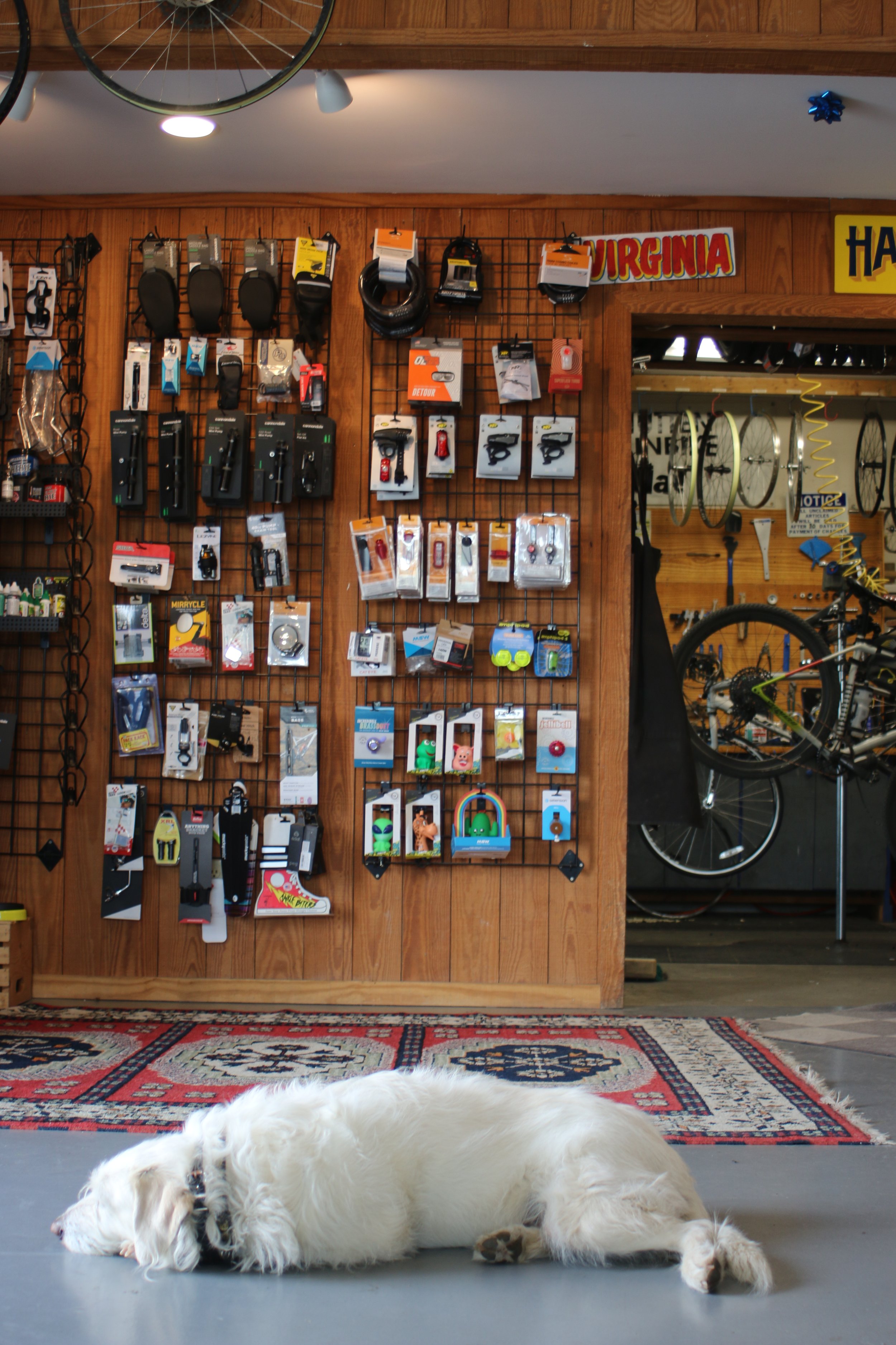 A white dog lying on a gray floor in front of a wall display of bicycle accessories and toys, with a red patterned rug partially visible underneath.