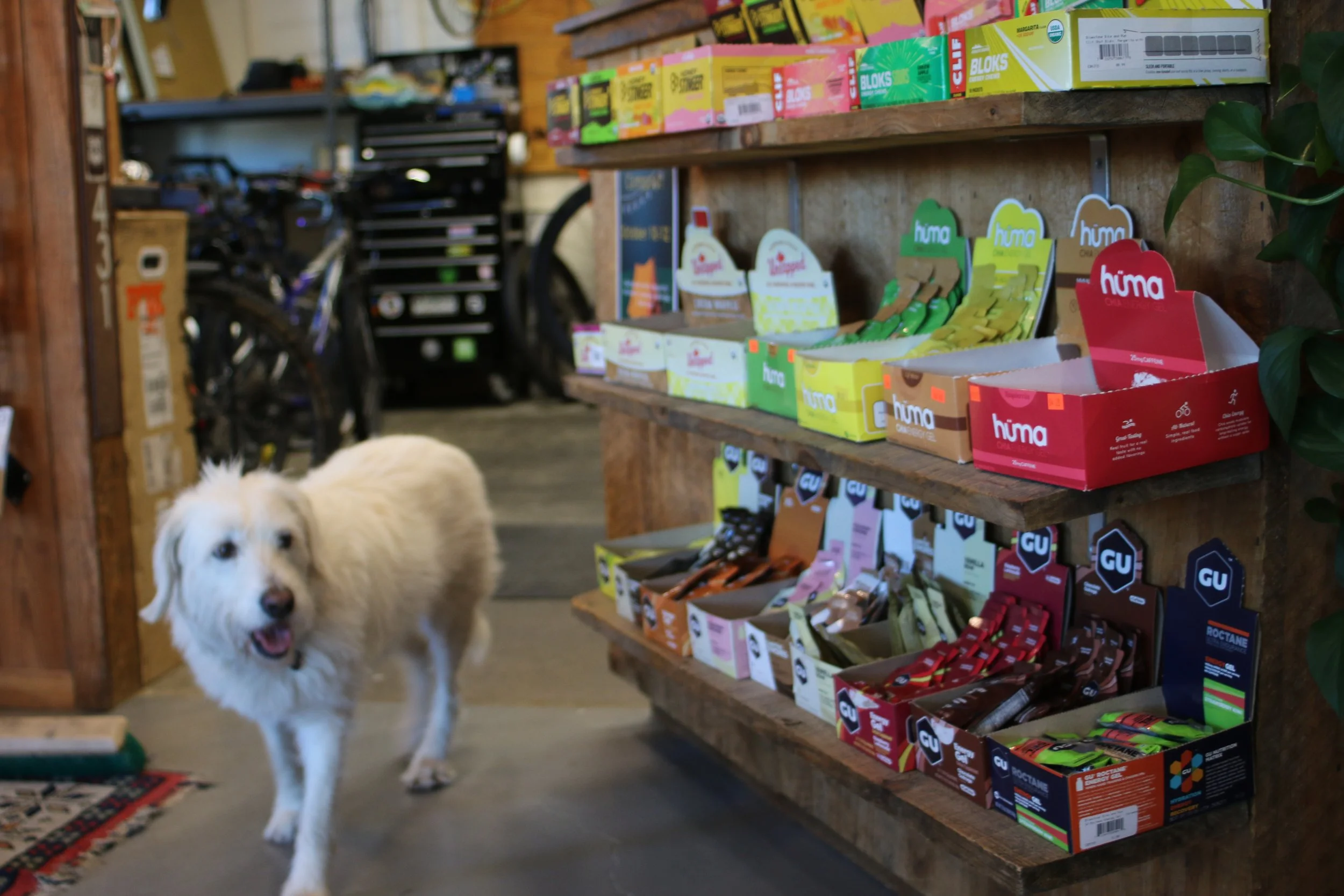 A white fluffy dog walking inside a store with wooden shelves stocked with various snack bars and the background shows bicycles and tools.