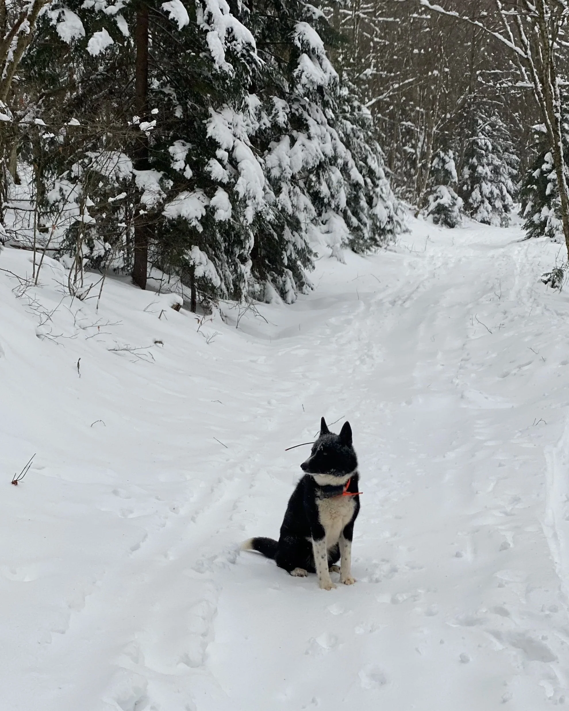 A black and white dog sitting in a snow-covered forest trail with tall snow-laden evergreen trees in the background.