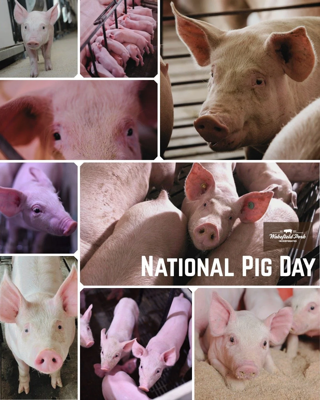 How lucky are we to work with these animals every day? 🐖 Today (and all year long) we are thankful for the pigs that make it all happen. 

Happy National Pig Day from WPI! 🎉 

#PigDay #TeamWPI #WakefieldPork