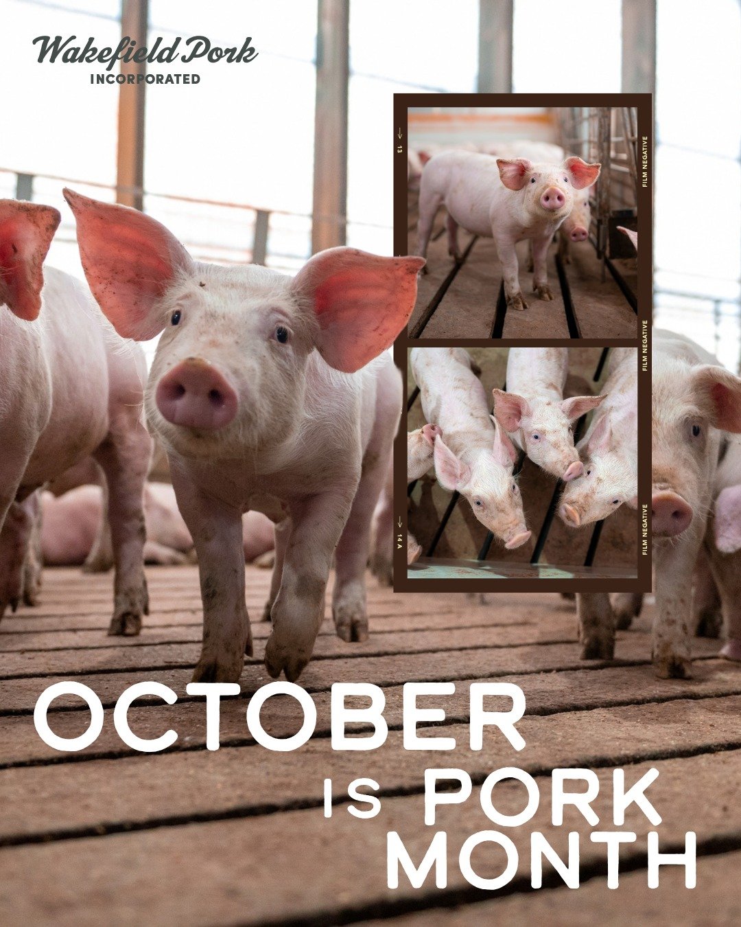 🐷 October is Pork Month!
All month long, we're celebrating the pigs, people and families behind the pork we enjoy.

Follow along to learn more about pig farming and the people who help bring it all to the table! 

#PorkMonth #WakefieldPork #PigFarme