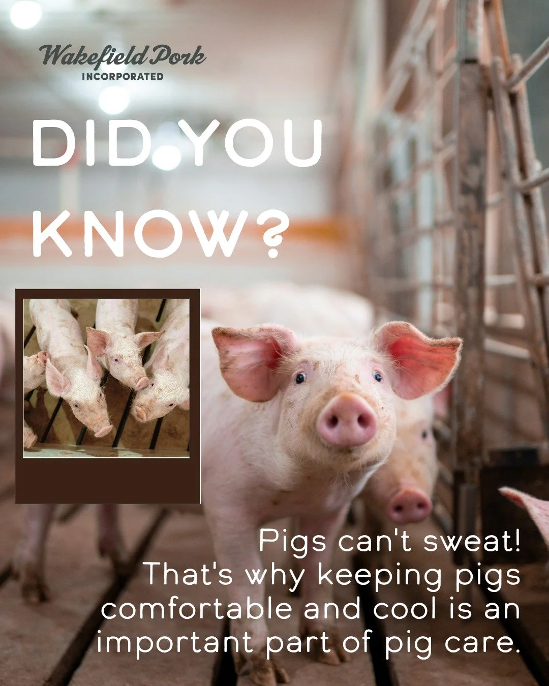 🐷 Did you know pigs can&rsquo;t sweat like we do? That&rsquo;s why pig farmers use modern technologies, including ventilation and cooling systems, to help keep pigs comfortable and at the right temperature year-round!

#PorkMonth #DidYouKnow #Wakefi