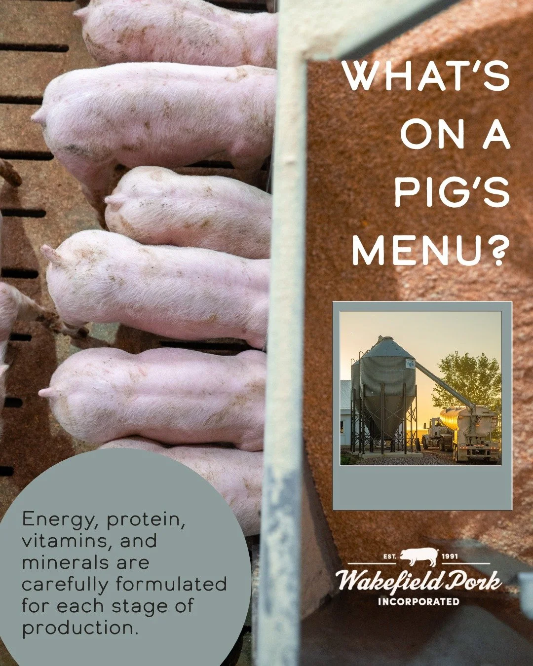 🐷 Behind the Barn: What's on a pig's menu?

Just like people, pigs need the right balance of nutrients to stay healthy and grow! Their diets are carefully balanced to provide the energy, protein, vitamins and minerals that they need at each stage of
