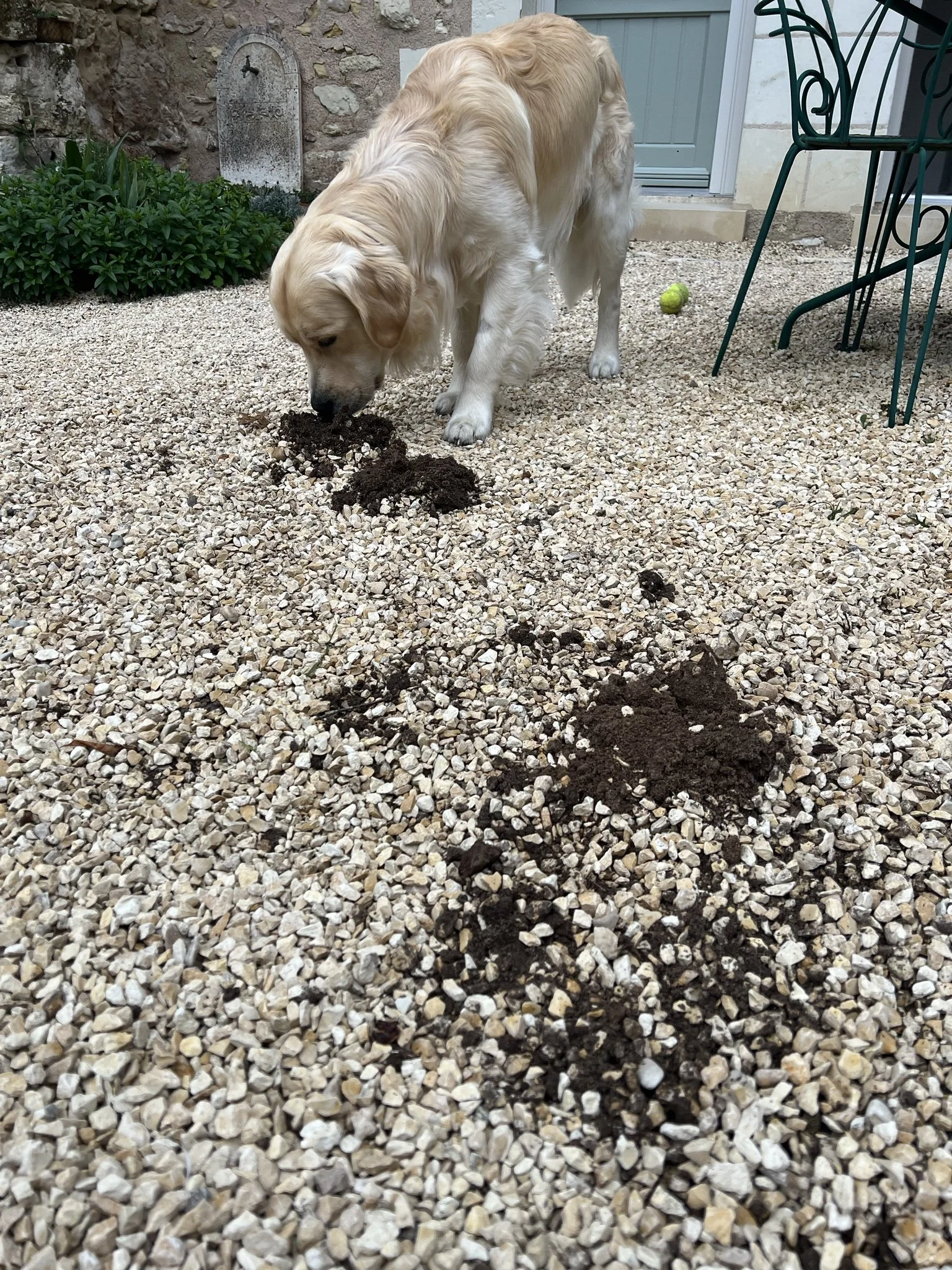 I Didn’t Know You Could Get Moles in Your Yard in France