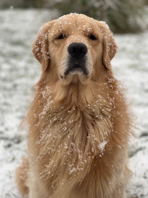 Dogs Are Assigned a Letter Like It’s the Draft
