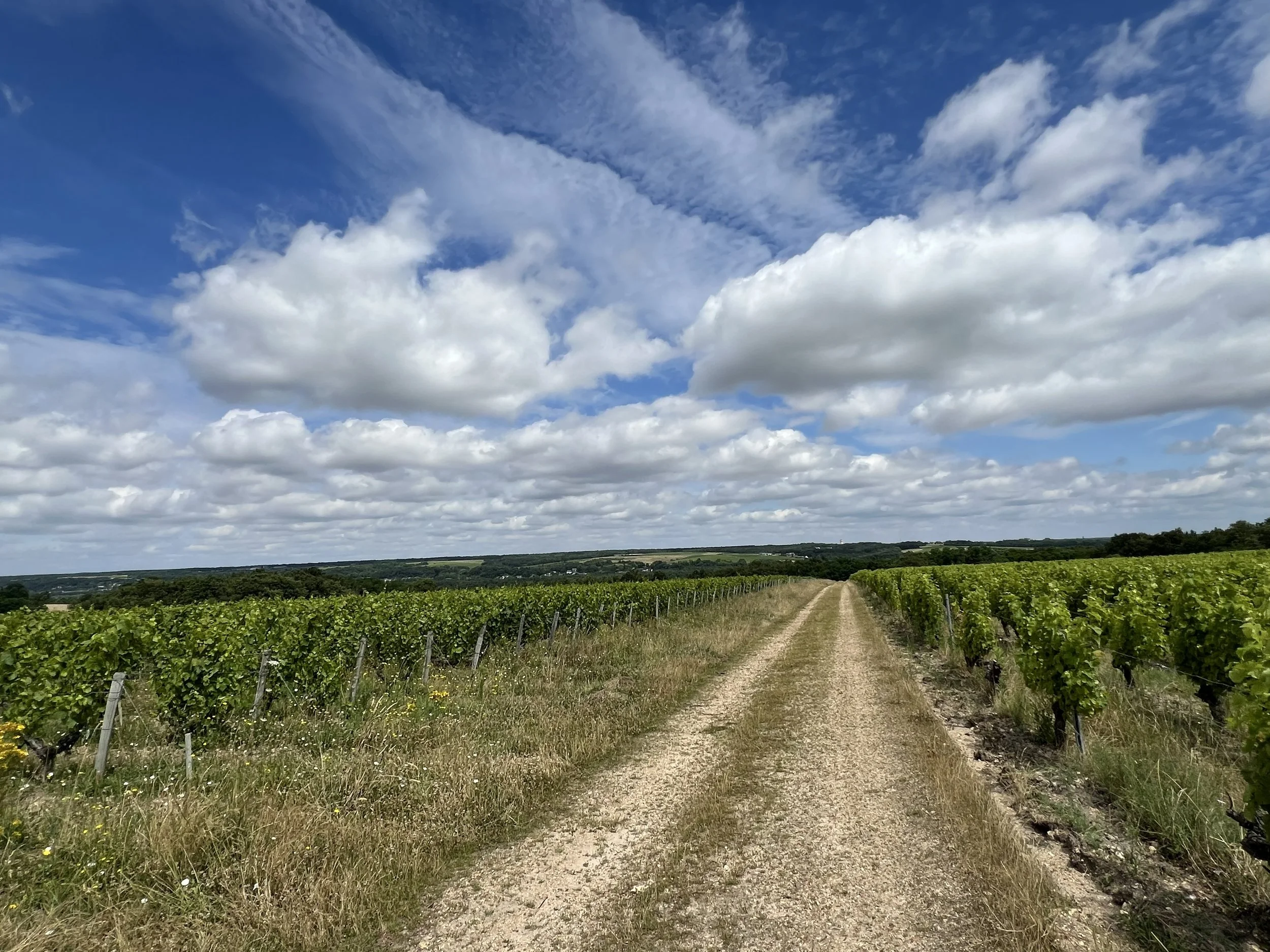 Three Hours in the Yard