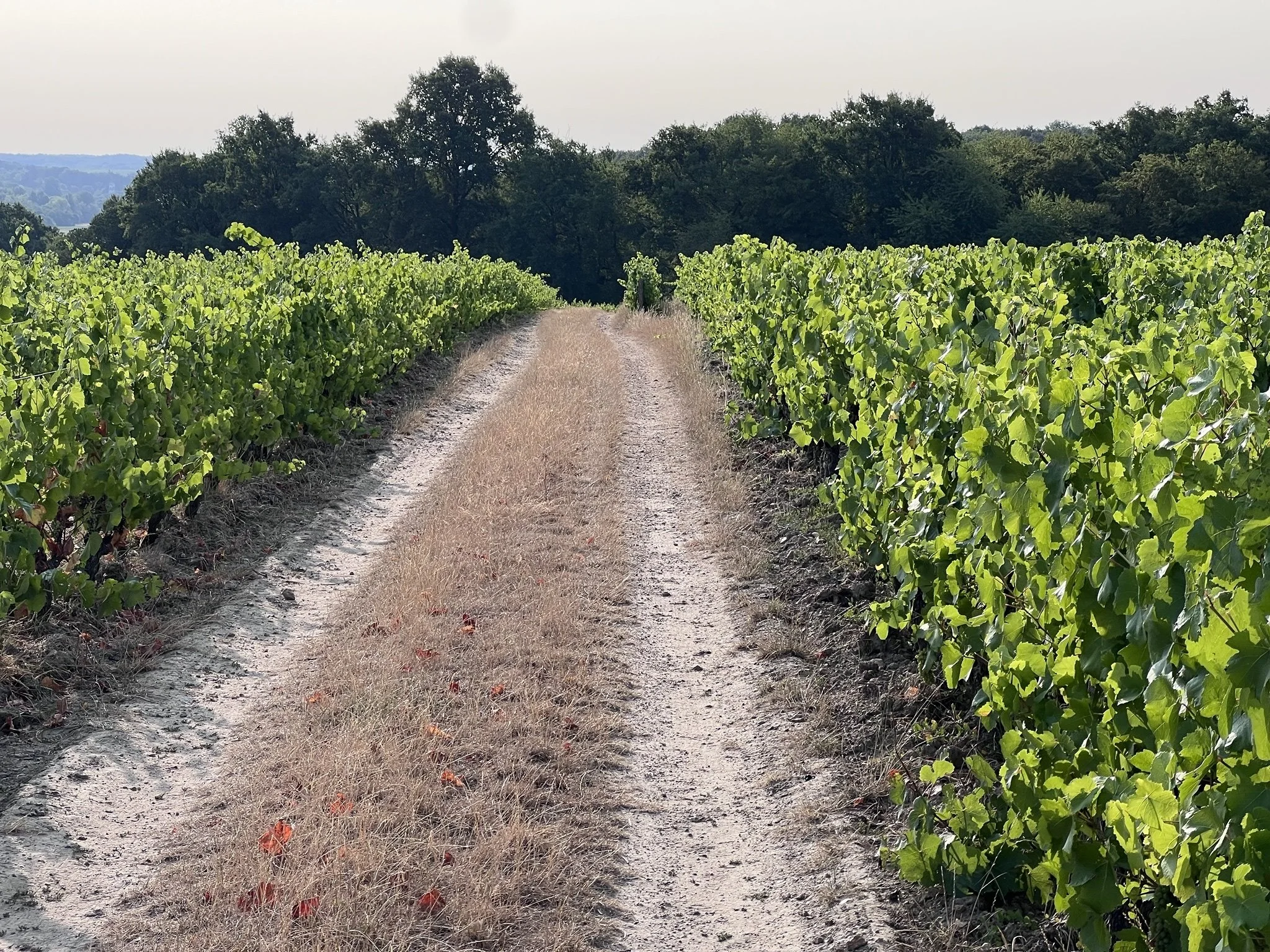 Wine Tasting on Bikes