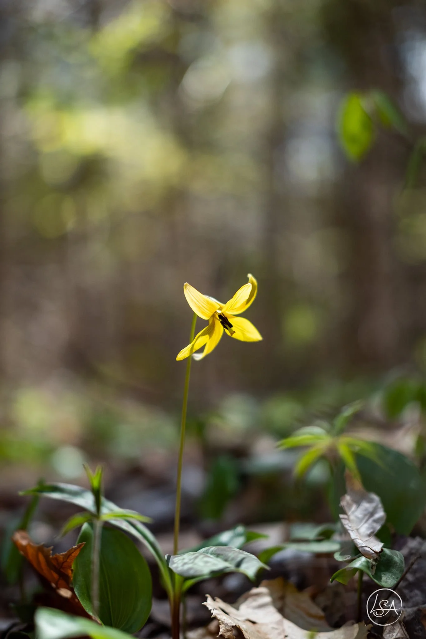 A yellow flower with long petals and dark center growing in a forested area with fallen leaves and green foliage around.