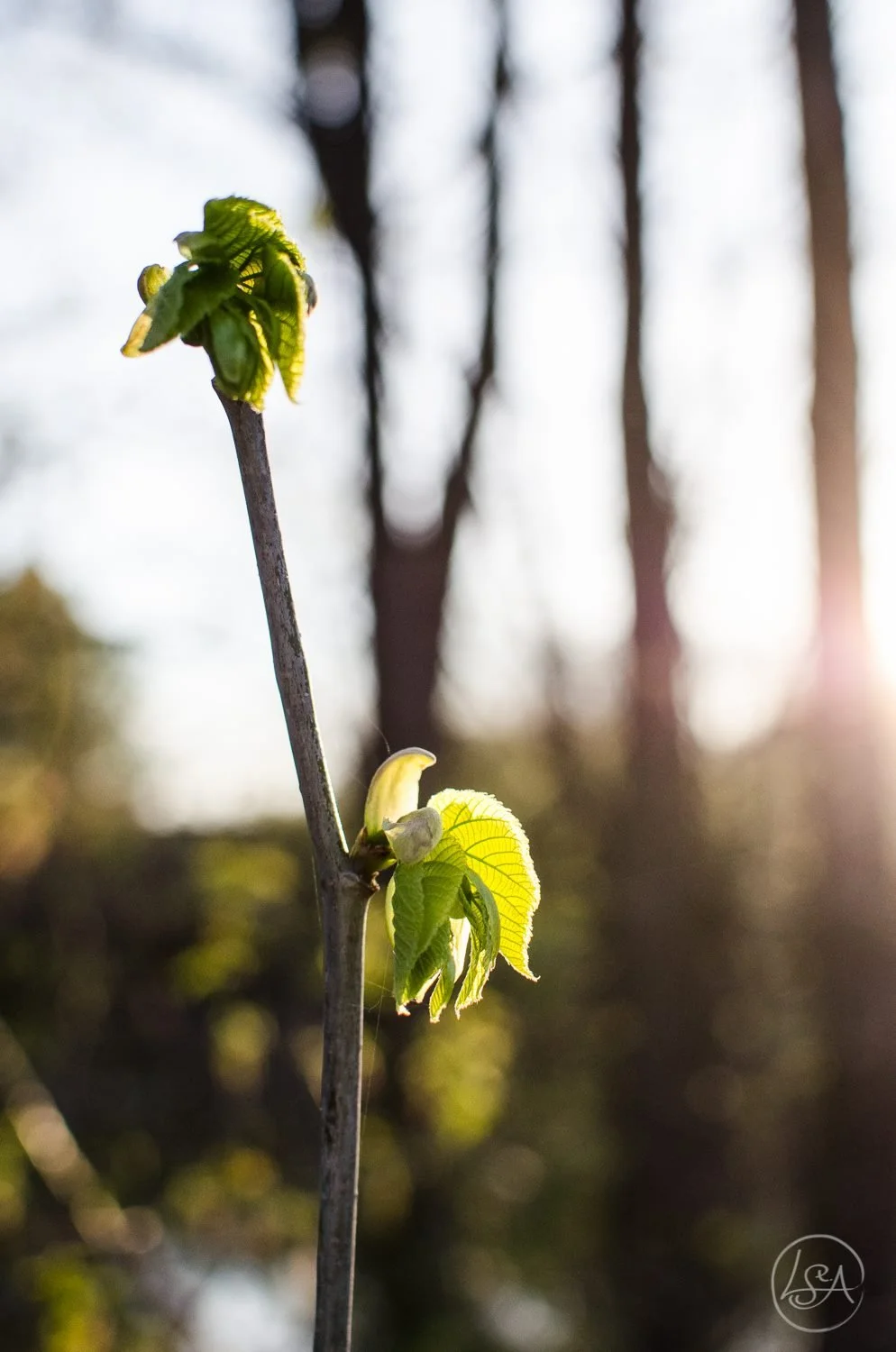 Close-up of a young tree branch with fresh green leaves and small new growth, with sunlight filtering through a blurred wooded background.