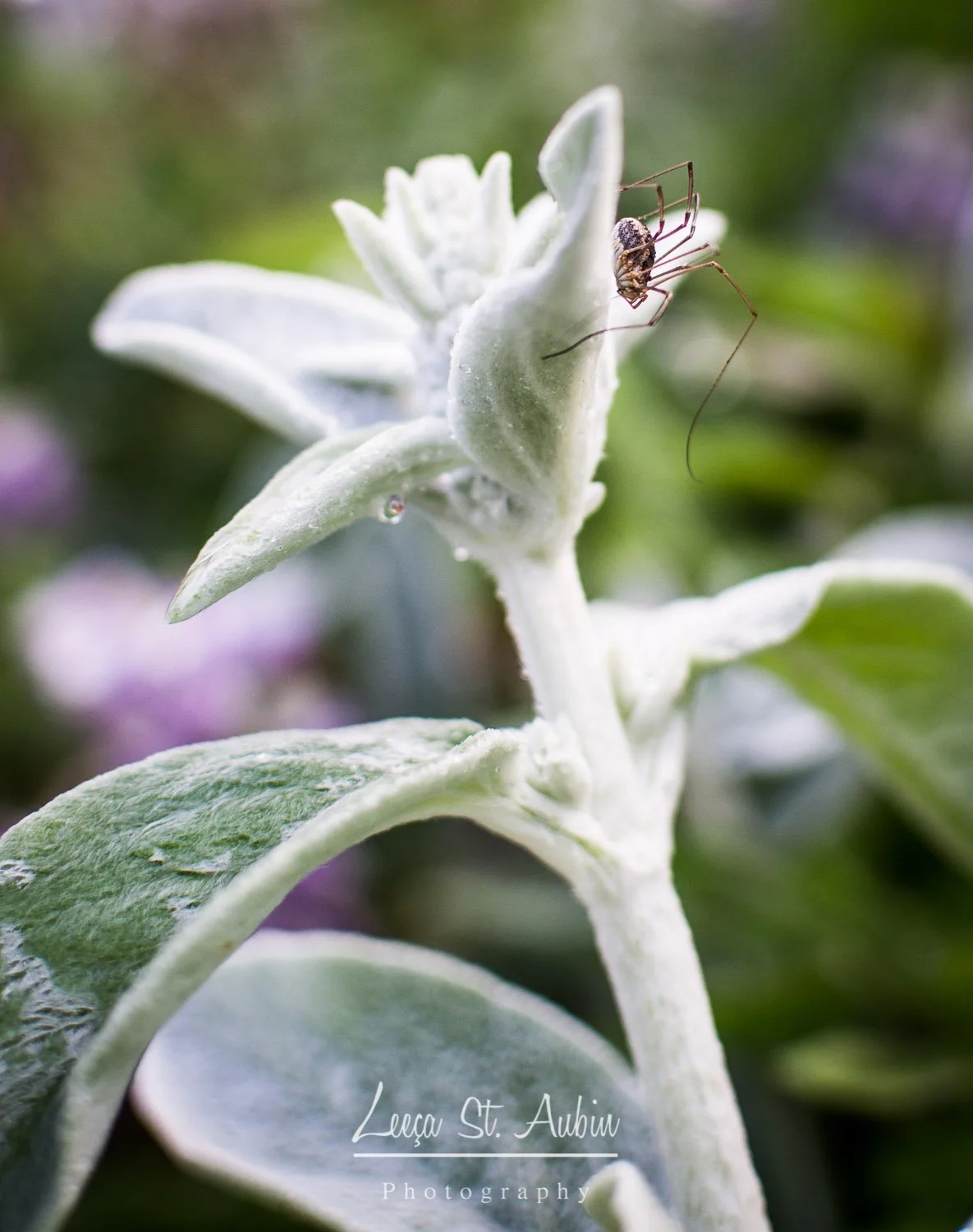 Close-up of a white fuzzy plant with a spider on one of its leaves, background blurred with green and purple hues.
