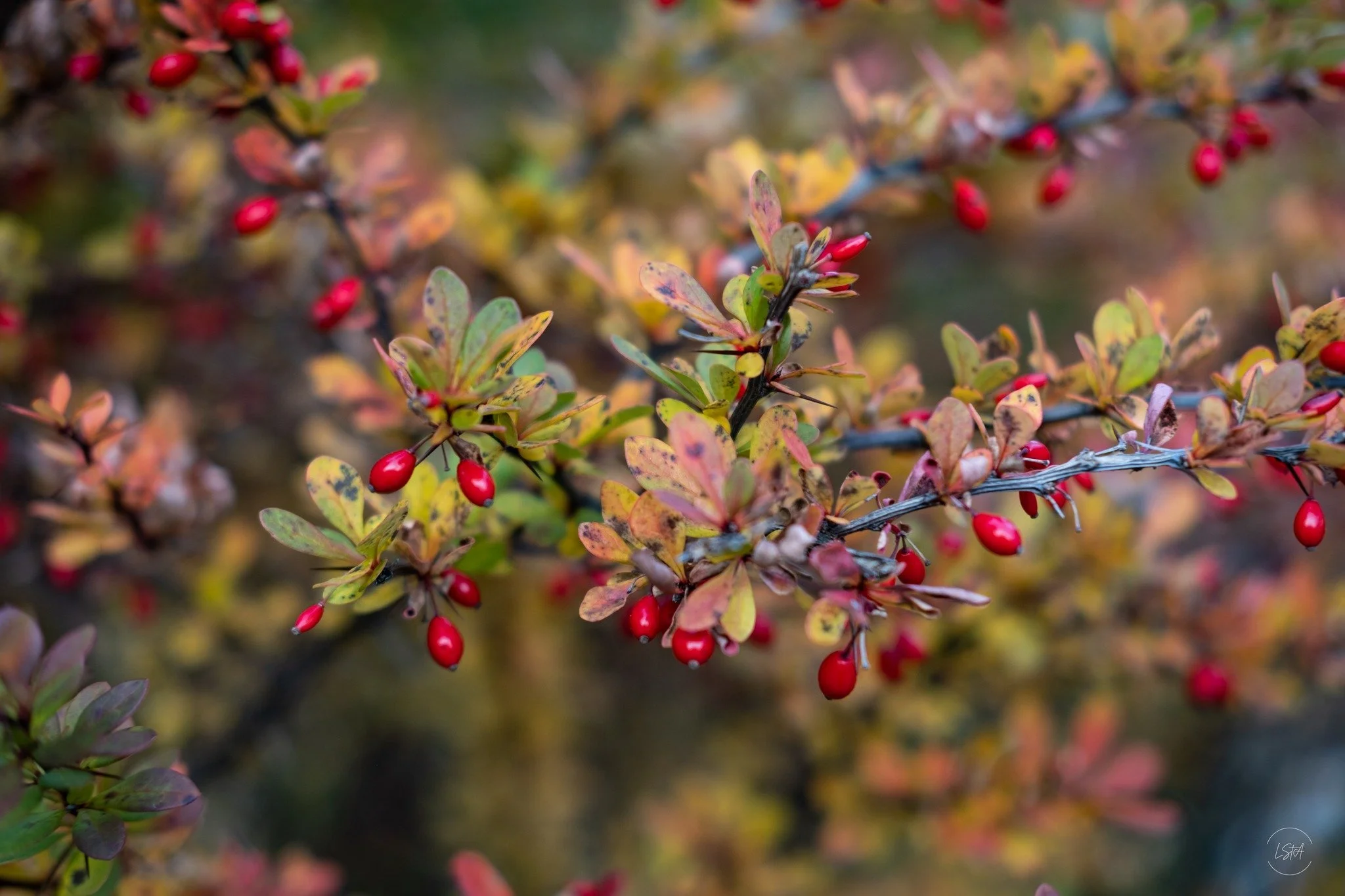 Against the Noise: Choosing Values Over Extremes