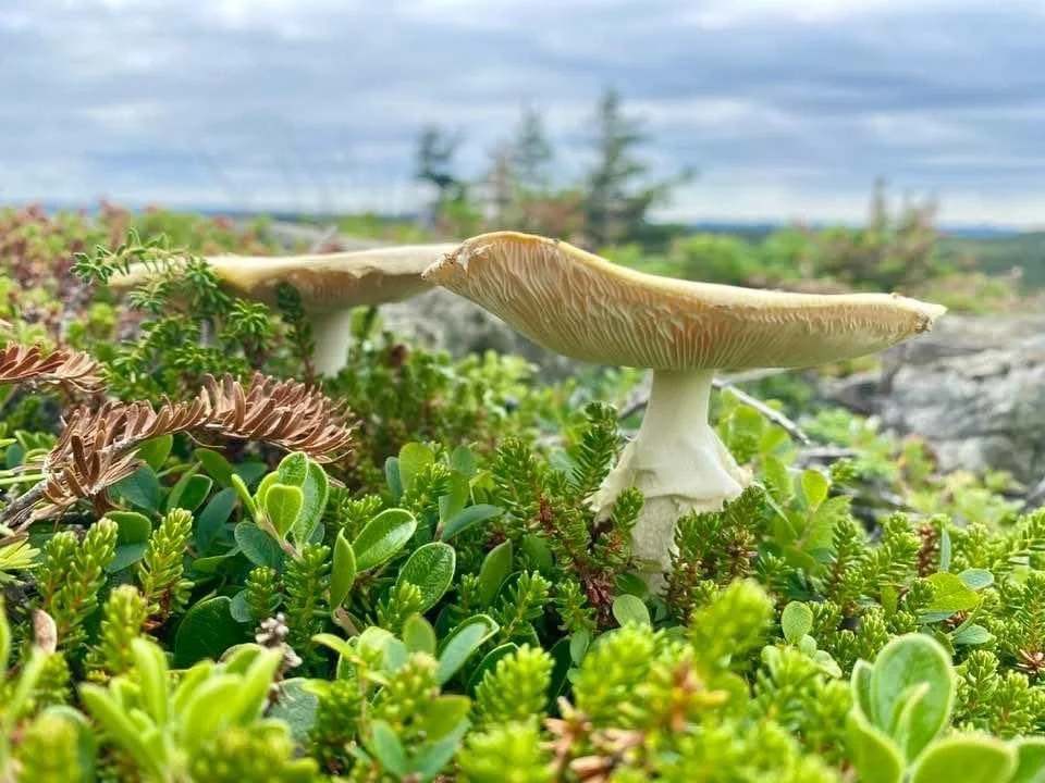 Freedom Vs. Responsibility