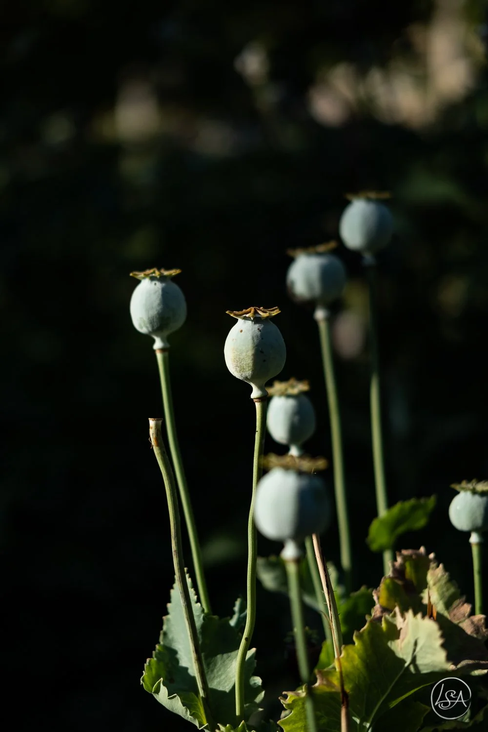 Close-up of several dried poppy seed pods on tall stems with green leaves, illuminated by sunlight against a dark background.