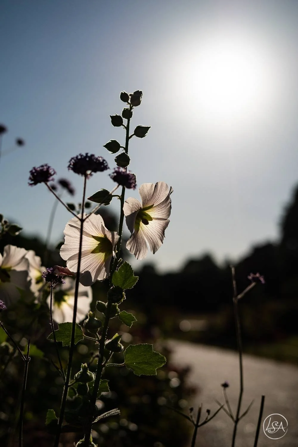 Close-up of flowers and leaves silhouetted against the bright sun in the sky.