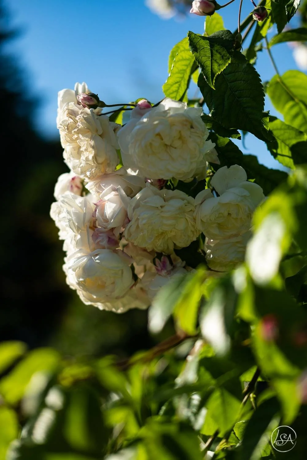 Close-up of white roses blooming on a sunlit plant against a blue sky with green leaves.