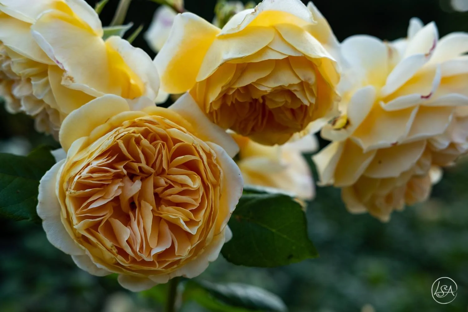 Close-up of yellow roses in bloom with layered petals and green leaves.