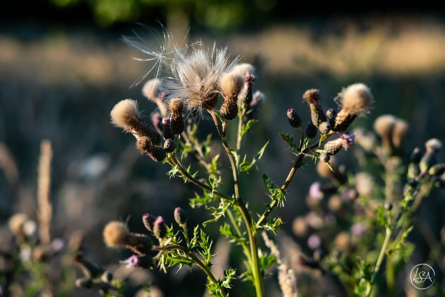Close-up of a flowering plant with fuzzy seed heads and a floating dandelion seed, in a natural outdoor setting.