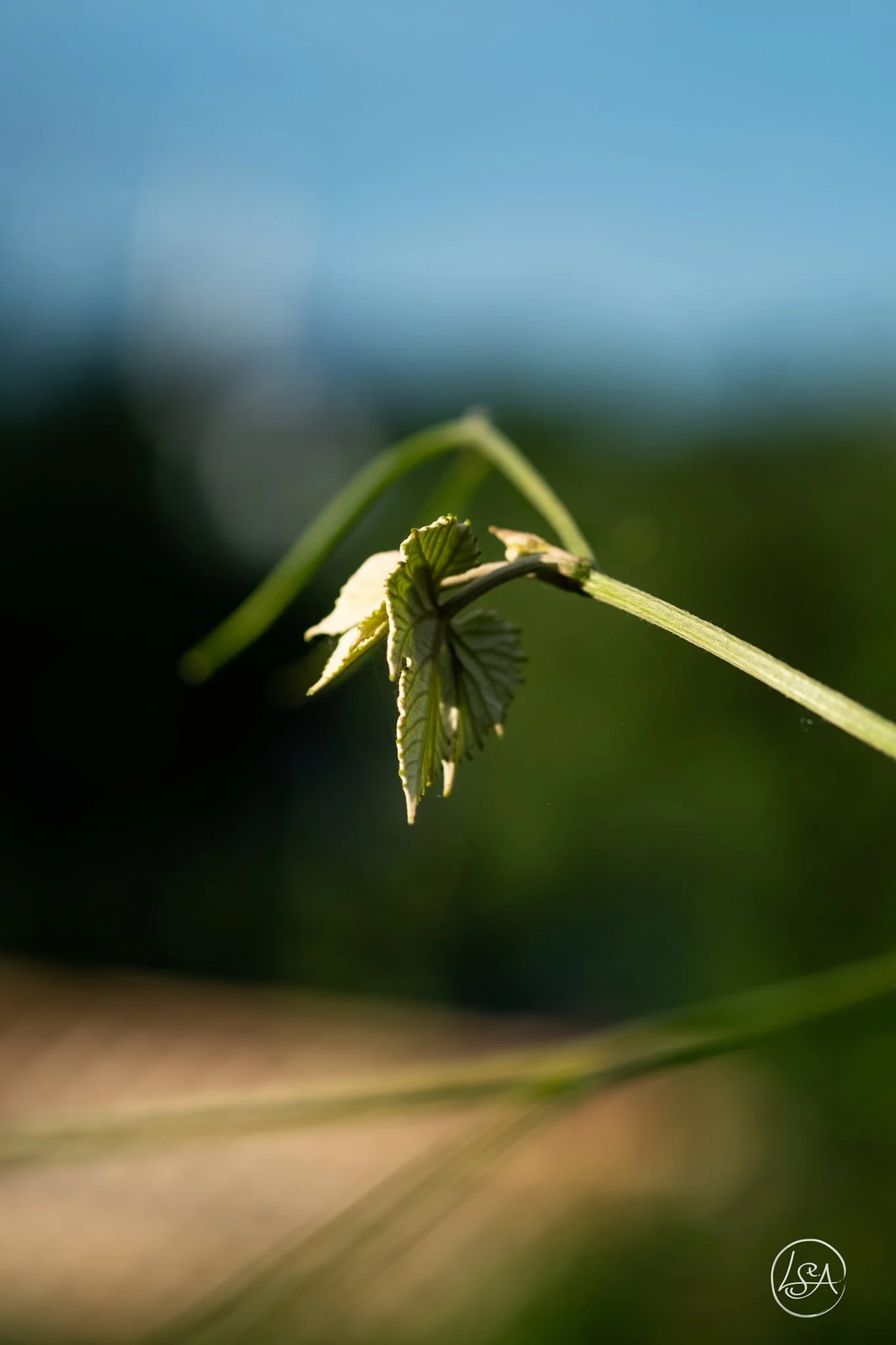 Close-up of a small green leaf with serrated edges, hanging from a thin stem against a blurred background of blue sky and green foliage.