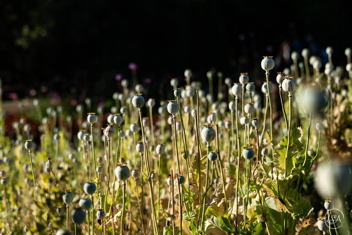 Close-up of a field of poppy seed pods with green leaves and stems, under bright sunlight with a dark background.