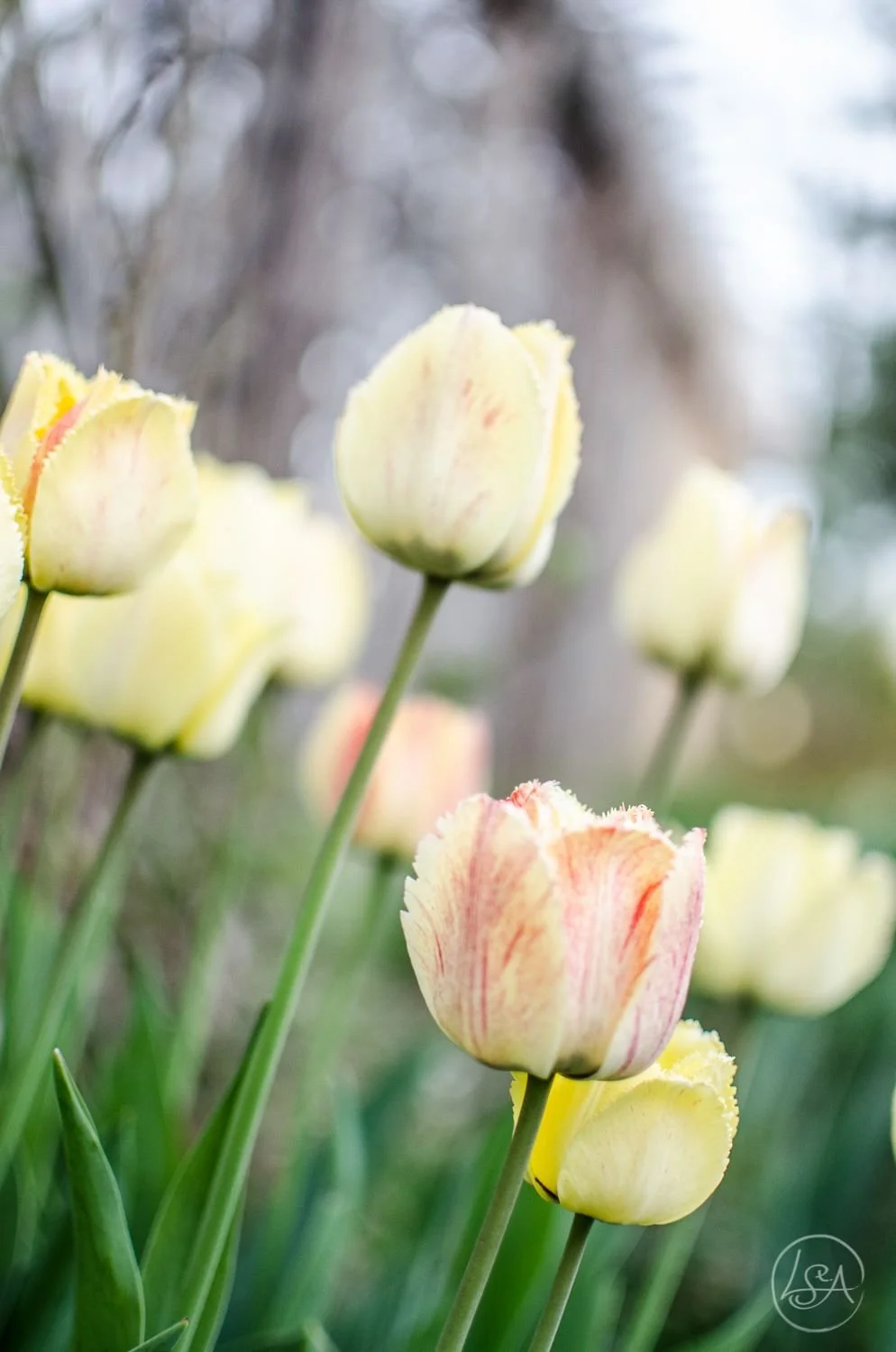 Close-up of yellow and pink tulips blooming in a garden.