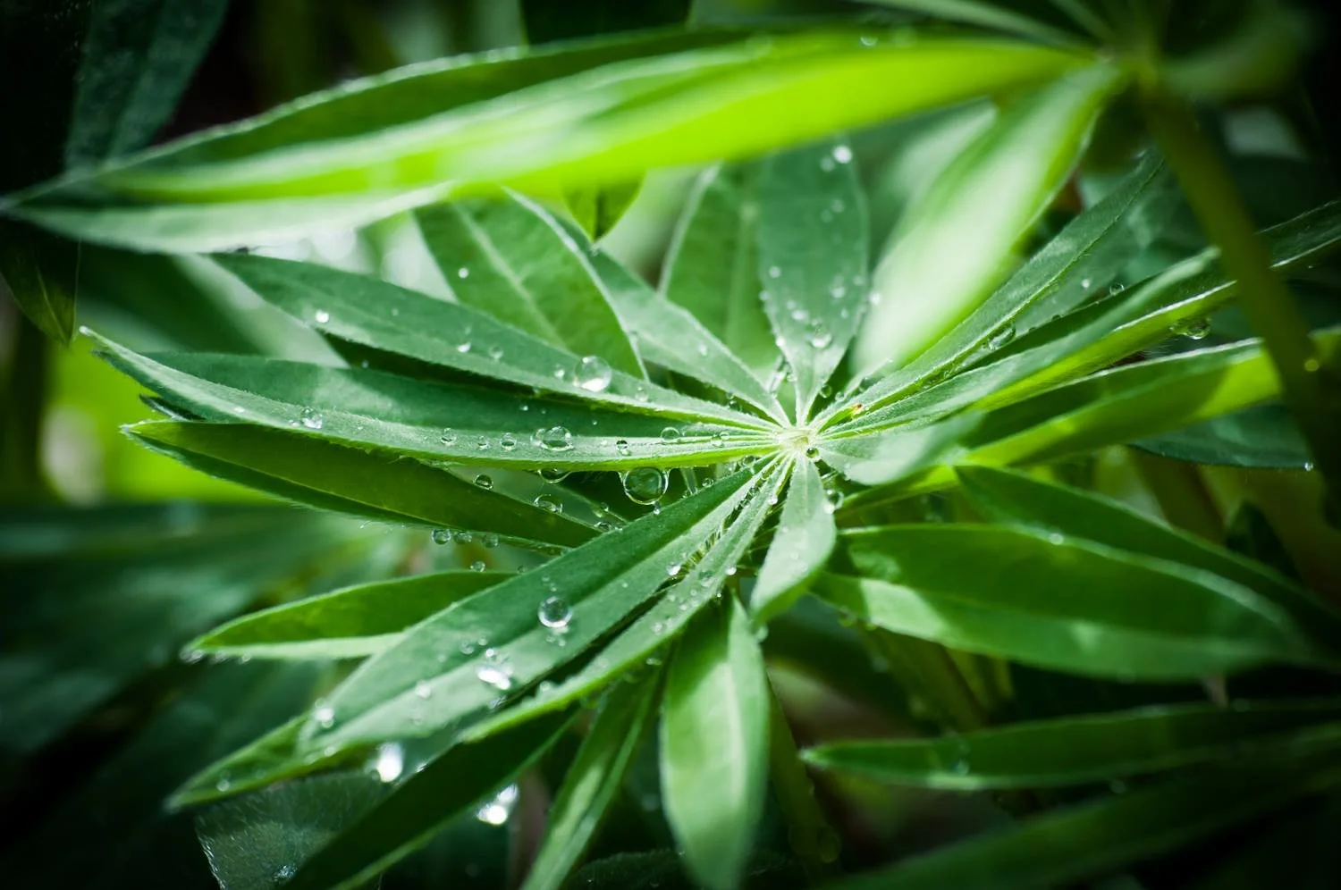Close-up of green leaves with water droplets.