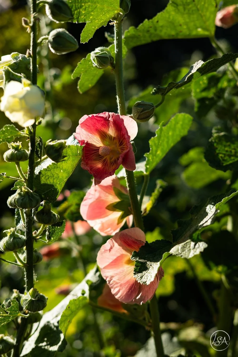 Close-up of pink and peach hibiscus flowers blooming on a green plant with sunlight shining through the leaves.