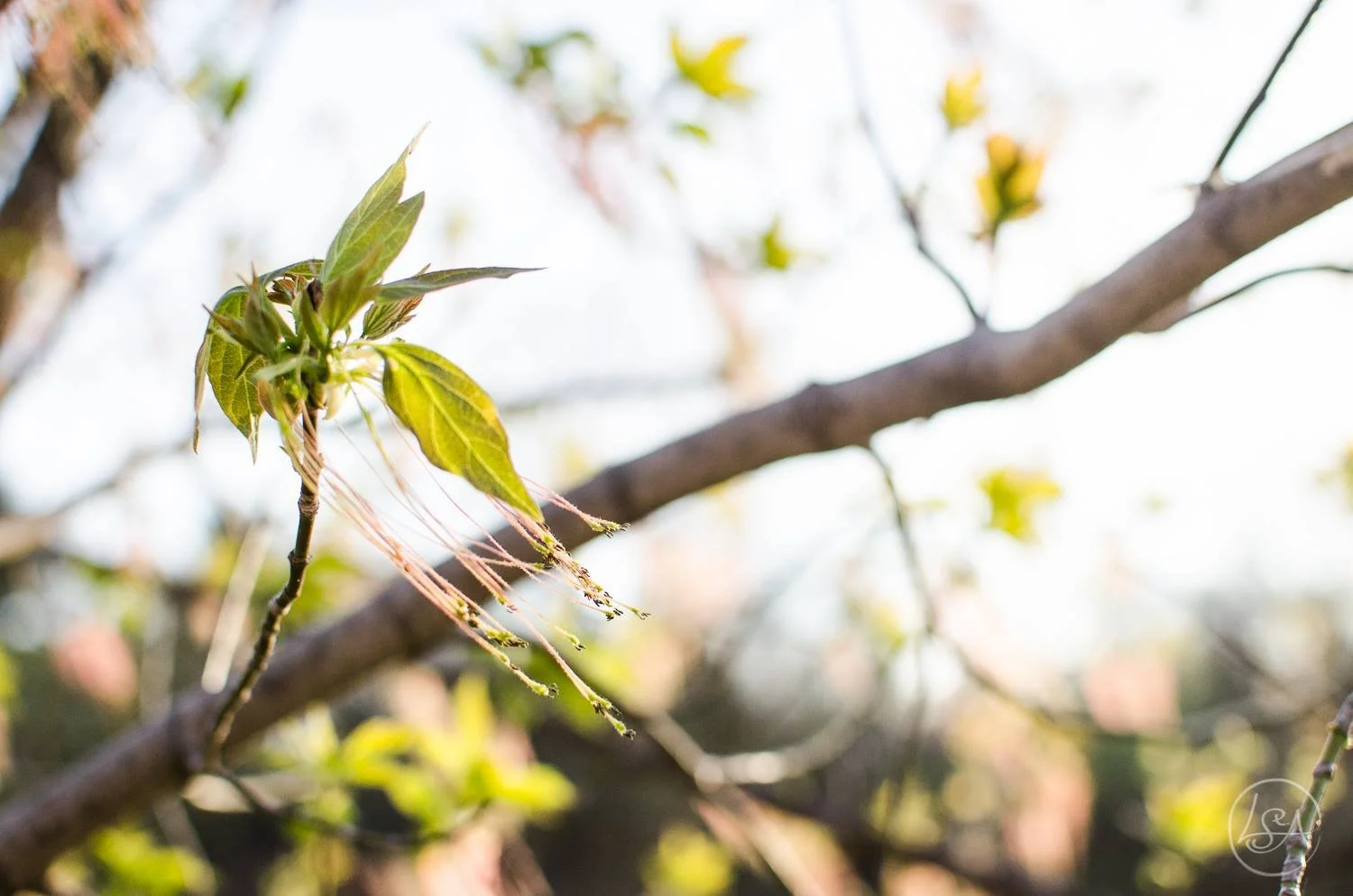 Close-up of new green leaves and small flower buds on a tree branch, with a blurred background of similar branches and leaves.