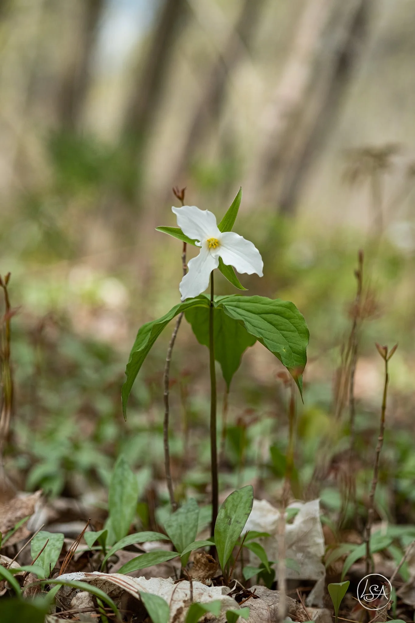 A single white flower with yellow center and green leaves in a natural outdoor setting, blurred background with greenery and twigs.