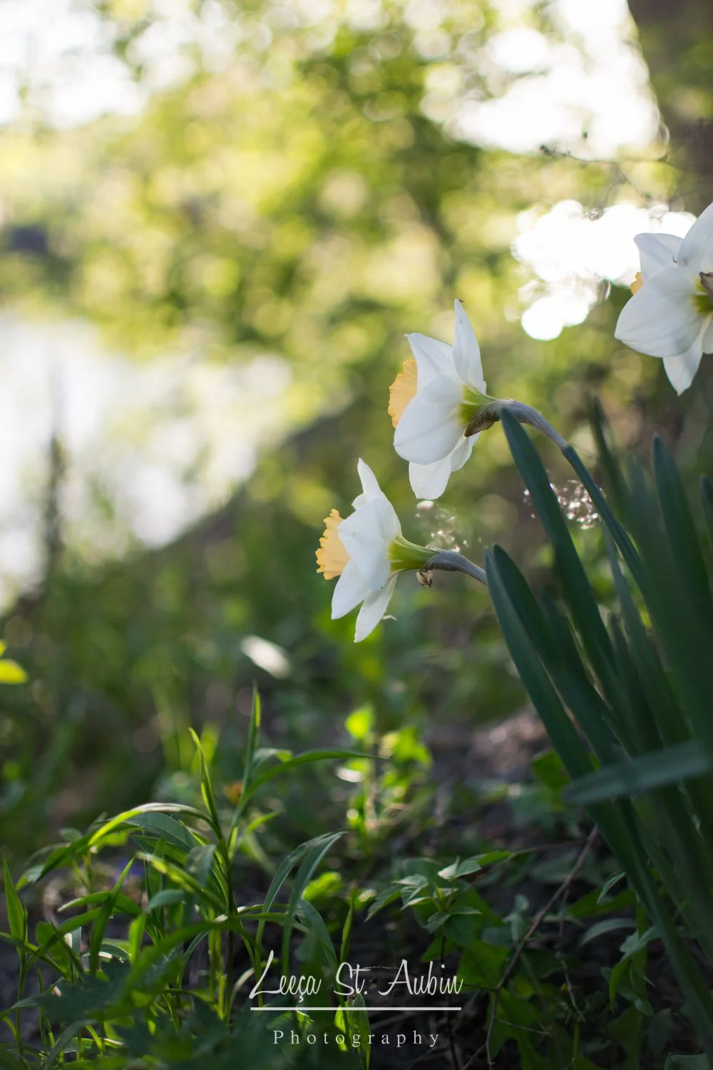White daffodil flowers with yellow centers growing in green foliage in a natural setting with sunlight filtering through trees.