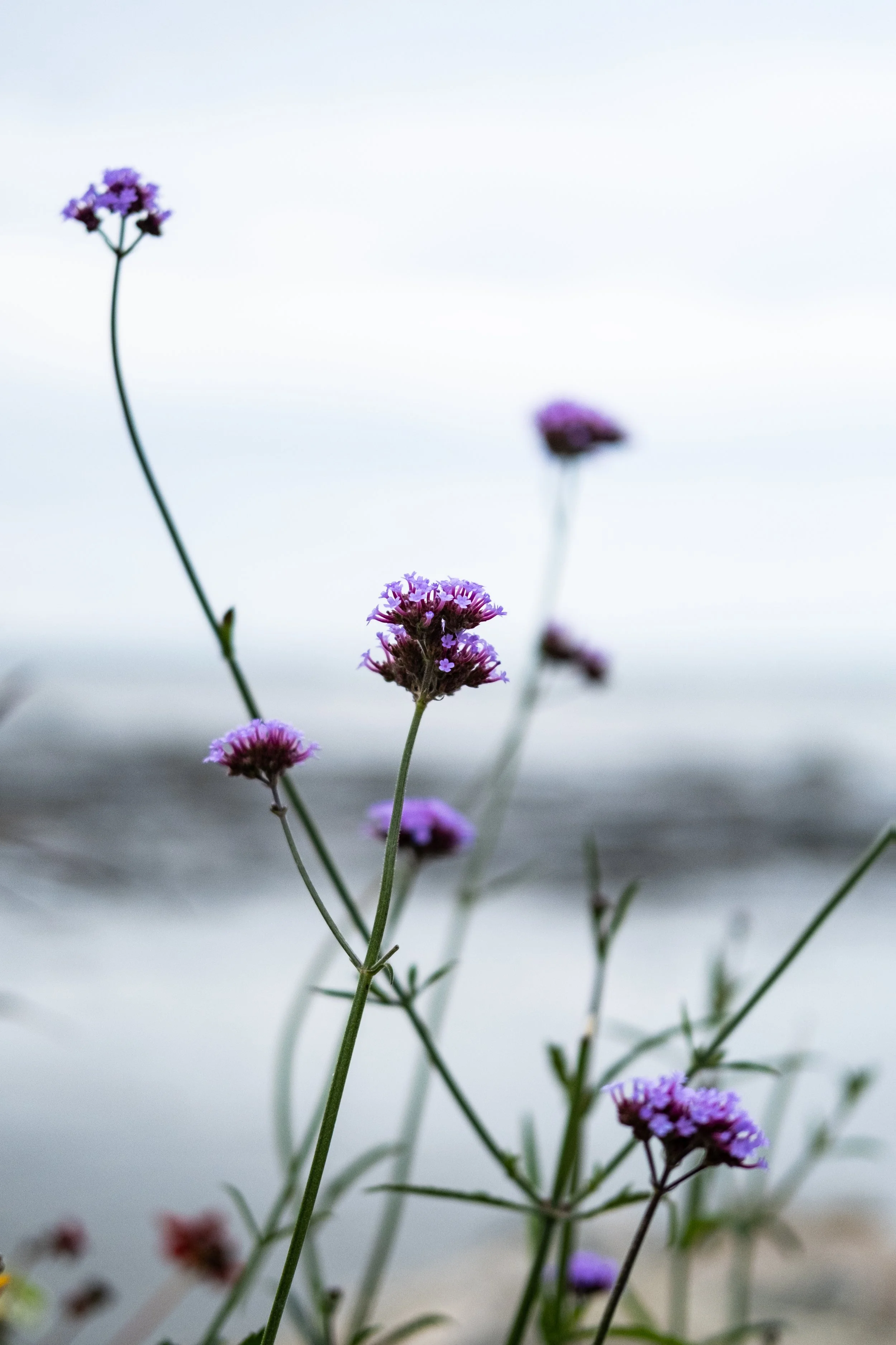 untitled shoot-028.jpg