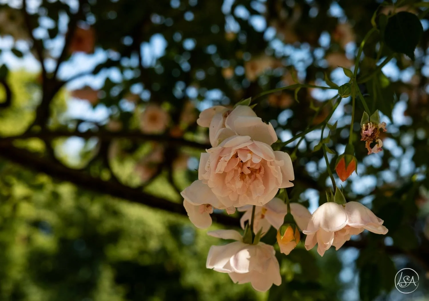 A cluster of light pink flowers hanging from a branch with green leaves and a blurred background of trees and sky.