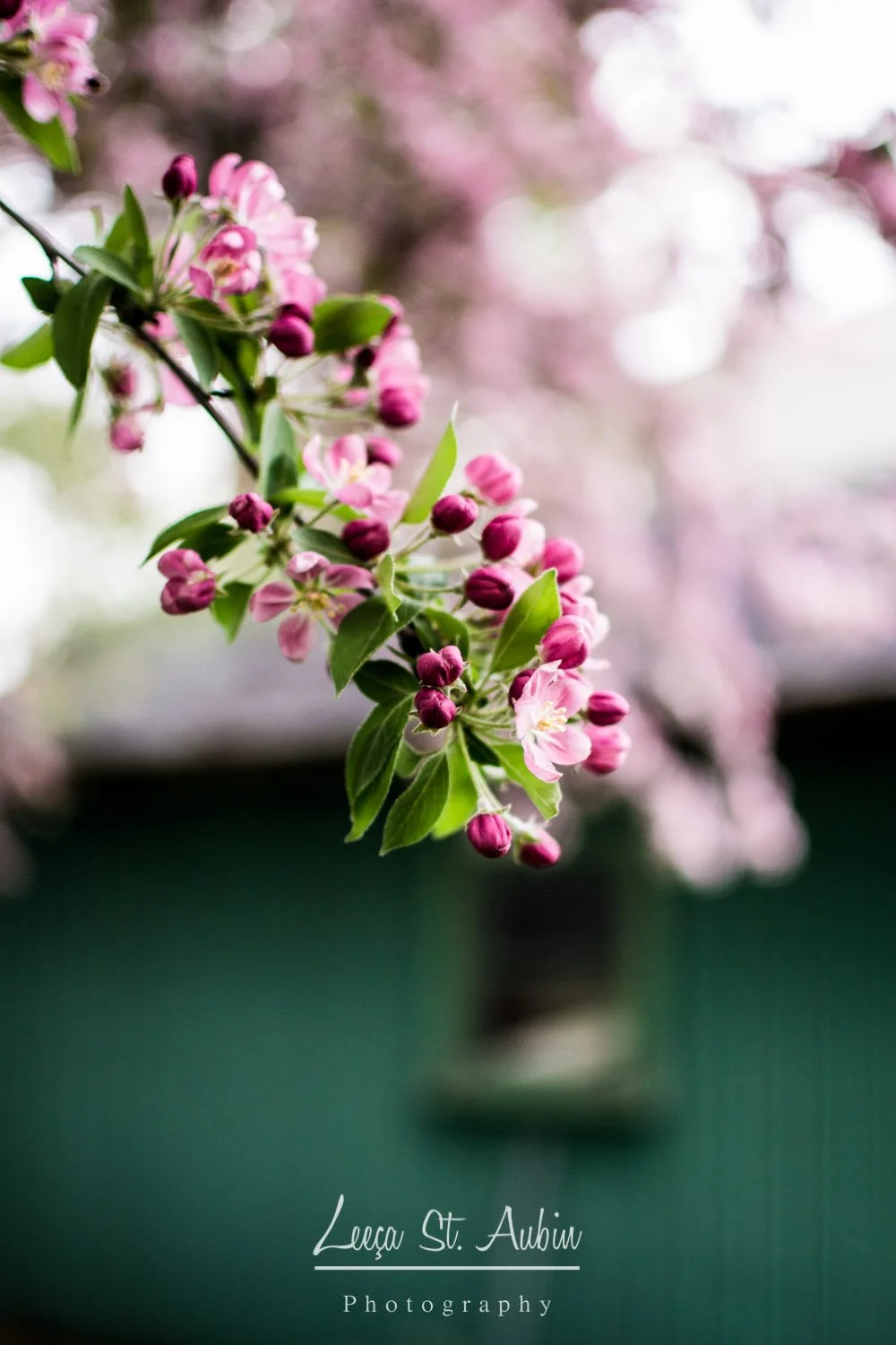 Close-up of pink blossoms with green leaves on a branch, with a blurred background, and text reading 'Leaqa St. Aubin Photography' at the bottom.