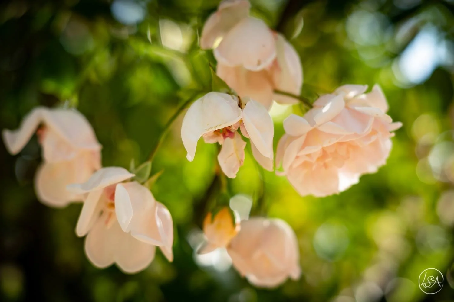 Close-up of pale pink flowers blooming on a green leafy branch with sunlight filtering through.