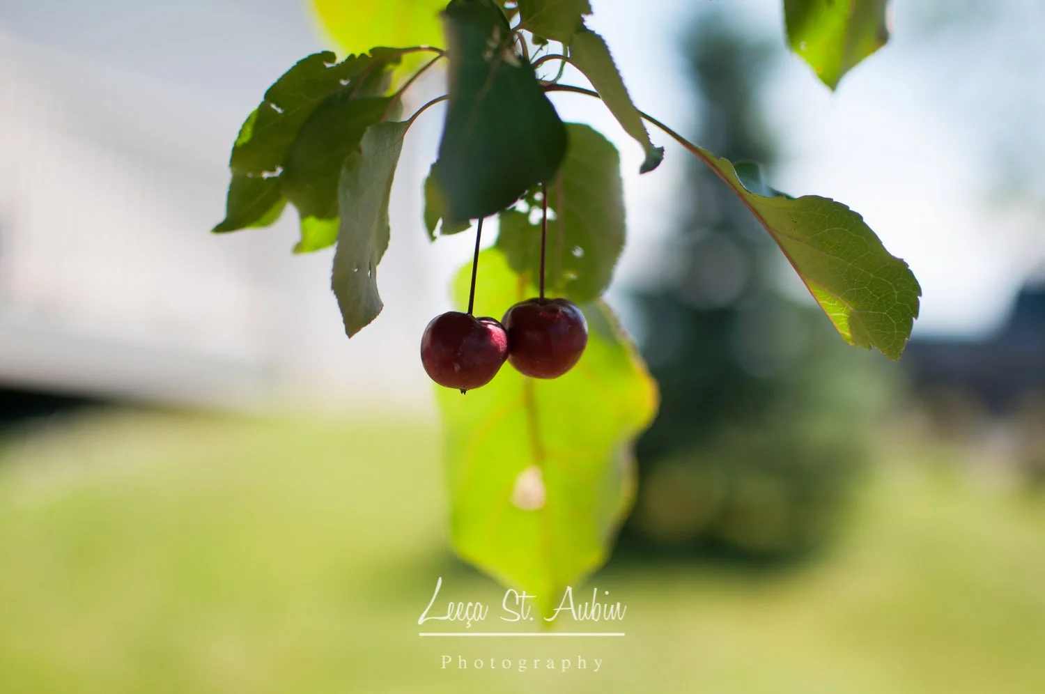 Two cherries hanging from a branch with green leaves, sunlight filtering through.