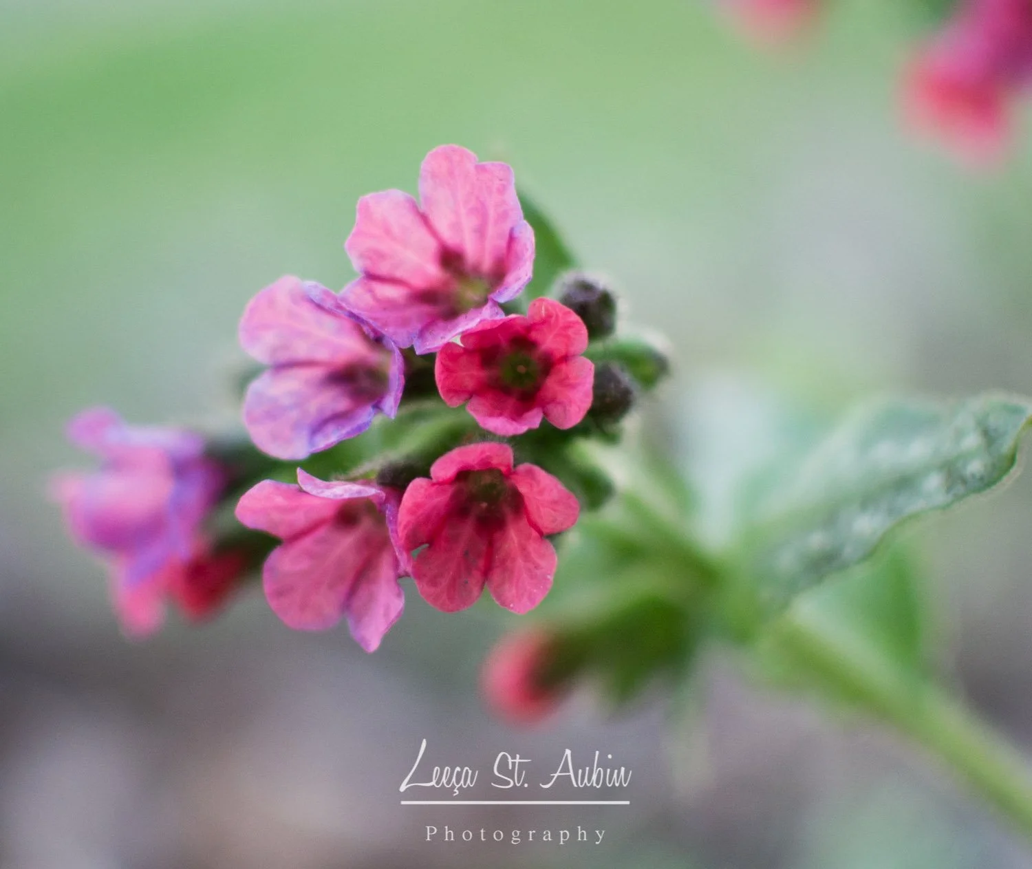Close-up of small pink and purple flowers with green background.
