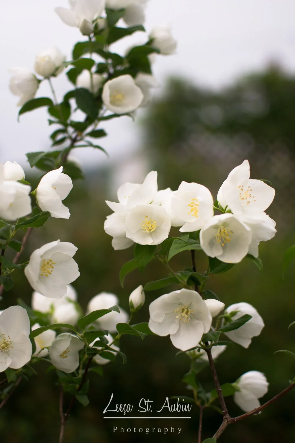 Close-up of white jasmine flowers on a branch with green leaves, blurred background